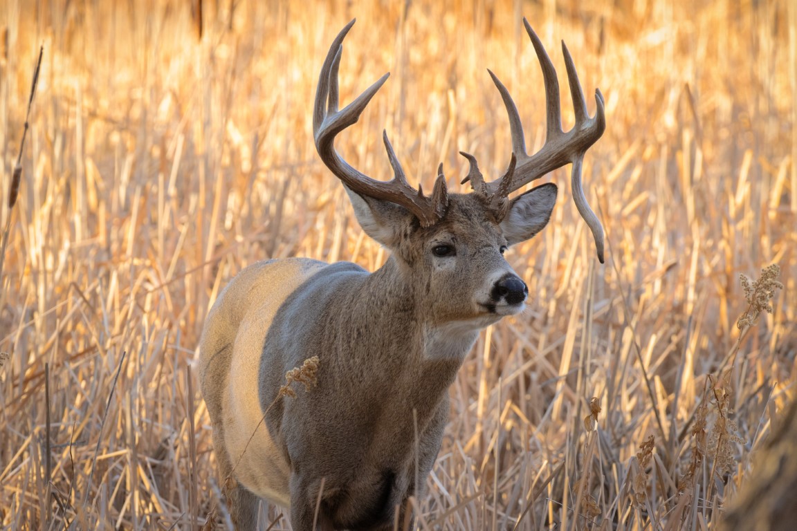 VIDEO Watch the Moment a Drop Tine Buck Deer Shakes His Antler Off